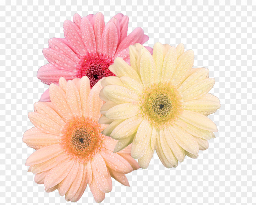 Chrysanthemum Transvaal Daisy Cut Flowers Floral Design PNG