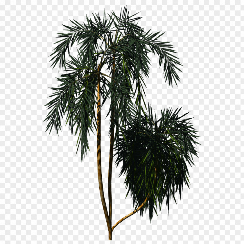 Tree Asian Palmyra Palm Trees Plants Saribus Rotundifolius PNG