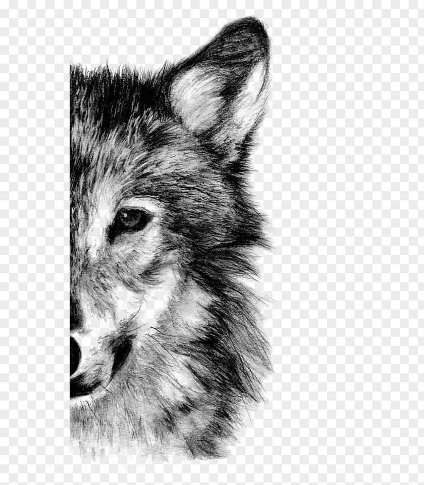 Wolf Gray Drawing Pencil Sketch PNG