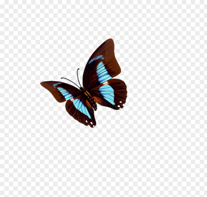 Butterfly Nymphalidae PNG