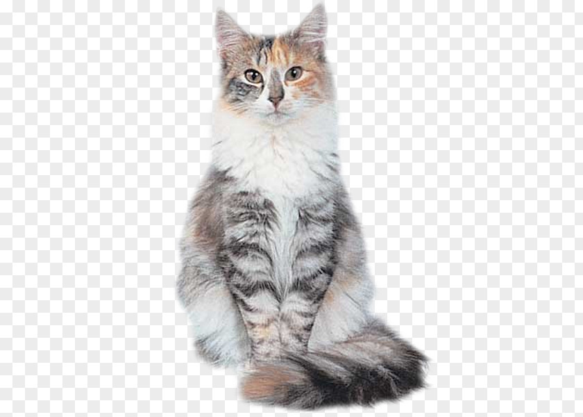 Kitten Siberian Cat Norwegian Forest Maine Coon Siamese PNG