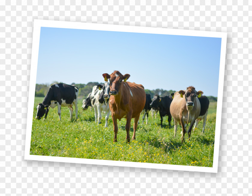 Milk Dairy Cattle Jersey Beef Farm PNG