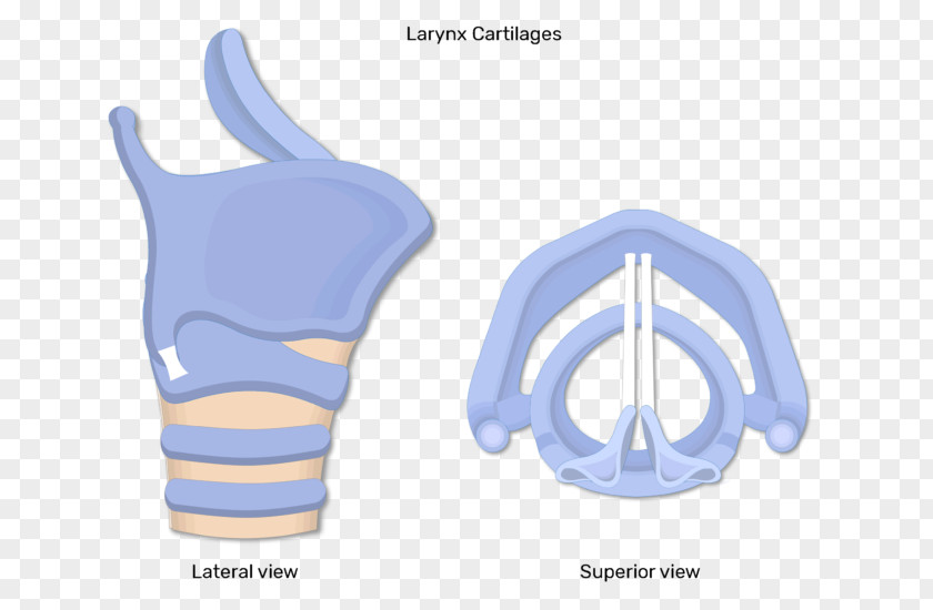 Vocal Fold Muscles Of The Larynx Laryngeal Cancer Anatomy PNG