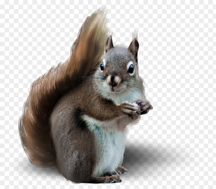 Animal Squirrel Tree Rodent Raccoon PNG