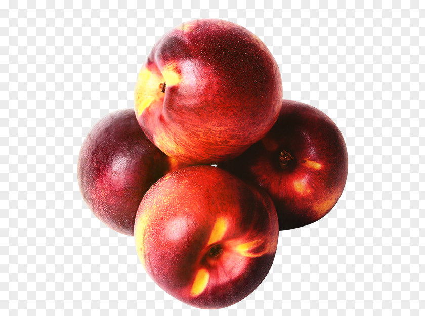 Camu Drupe Tree Of Life PNG