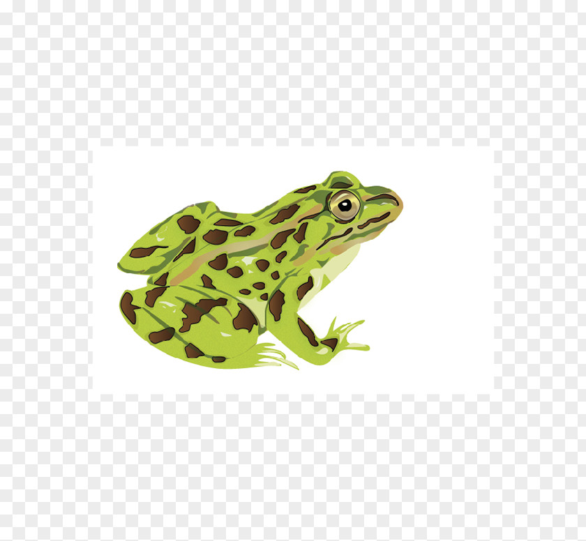 Frog American Bullfrog Toad Tree Terrestrial Animal PNG