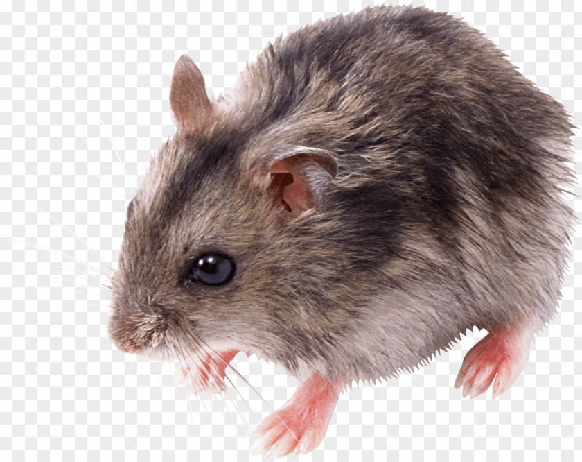 Little Mouse Rat Image PNG
