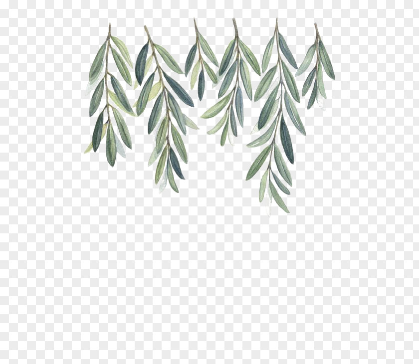 Willow Olive Branch Watercolor Painting PNG