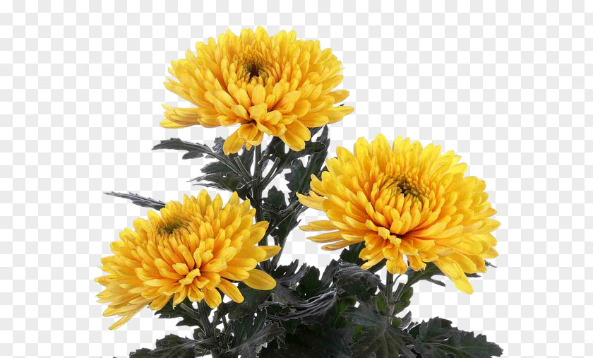 Chrysanthemum Flower Indicum Garden Roses Plant Daffodil PNG