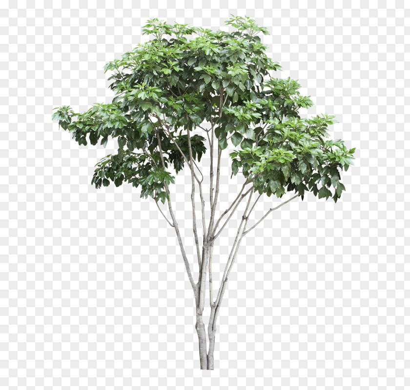 Tree Raintree Silk Plants Orange PNG