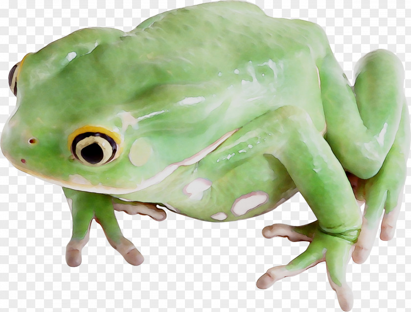 True Frog Toad Tree Terrestrial Animal PNG