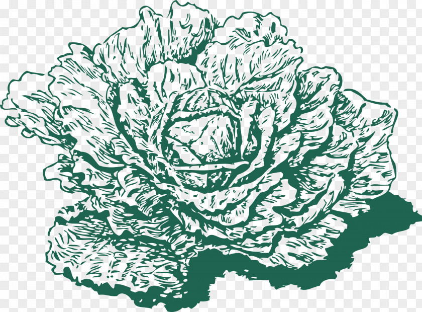 Cabbage Collard Greens Leaf Vegetable Clip Art PNG