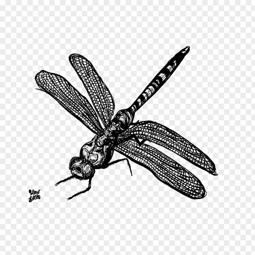 Insect Image Dragonfly PNG