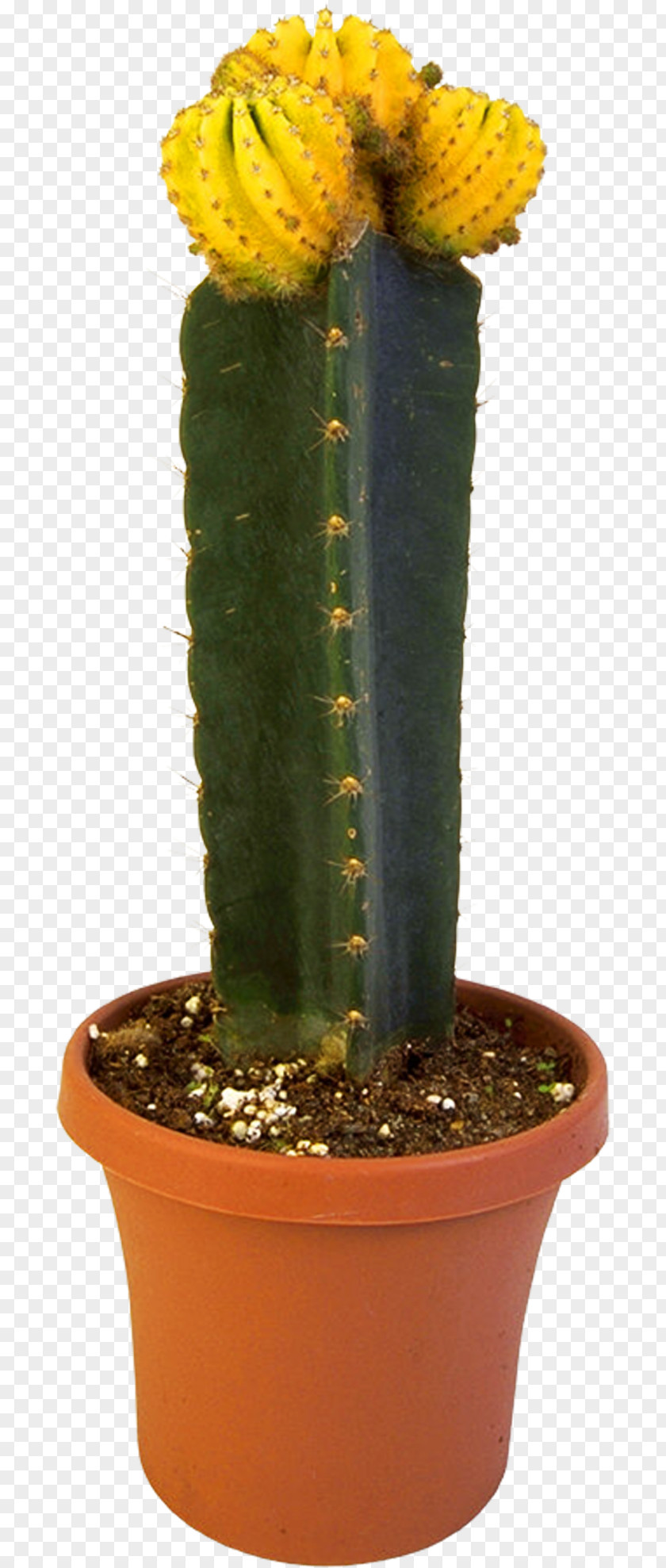 Potted Plant San Pedro Cactus Triangle Flowerpot Eastern Prickly Pear Crock PNG