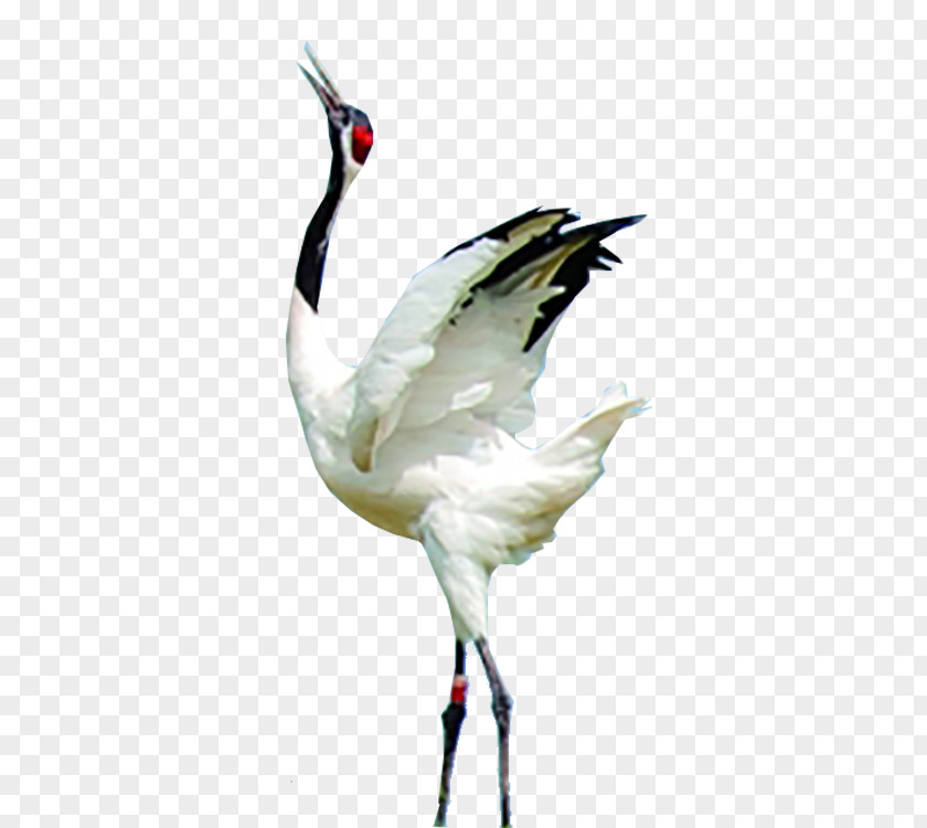 Red-crowned Crane PNG clipart PNG