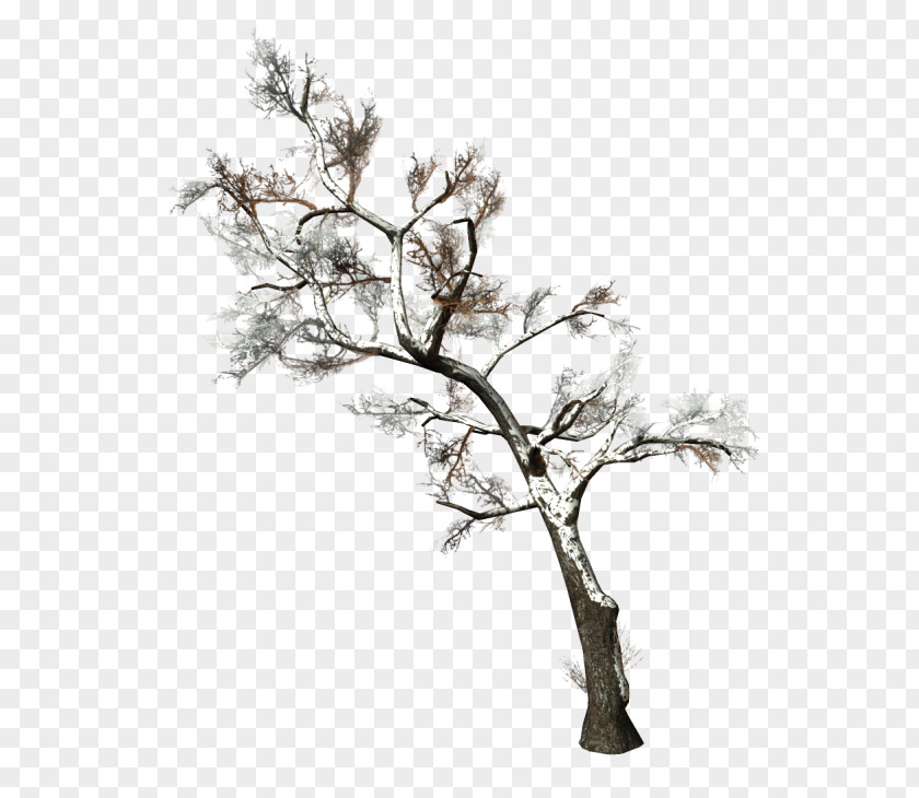 Tree Twig Branch Woody Plant Clip Art PNG