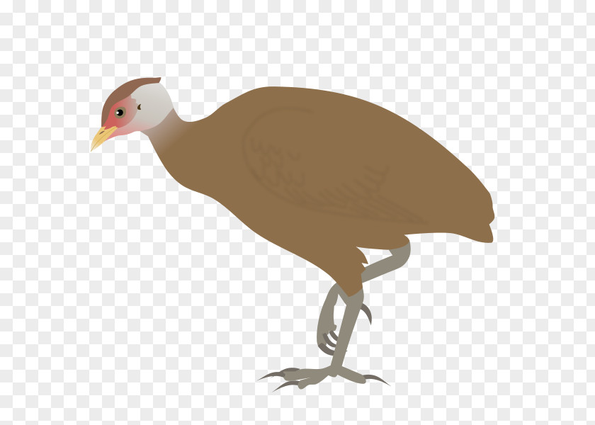 Bird Galliformes Great Nicobar Island Megapode Biosphere Reserve PNG