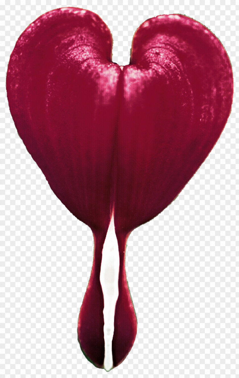 Bleeding Heart Cliparts Flower Clip Art PNG