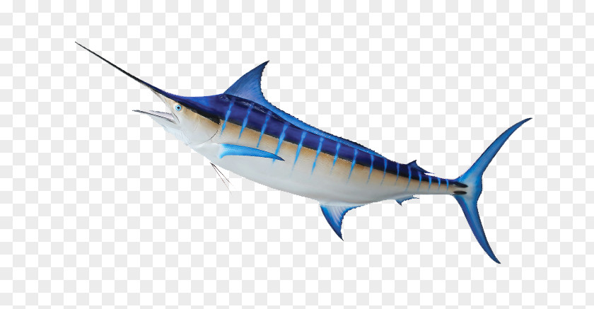 BLUE MARLIN Swordfish Tuna Mackerel Marine Mammal Sardine PNG