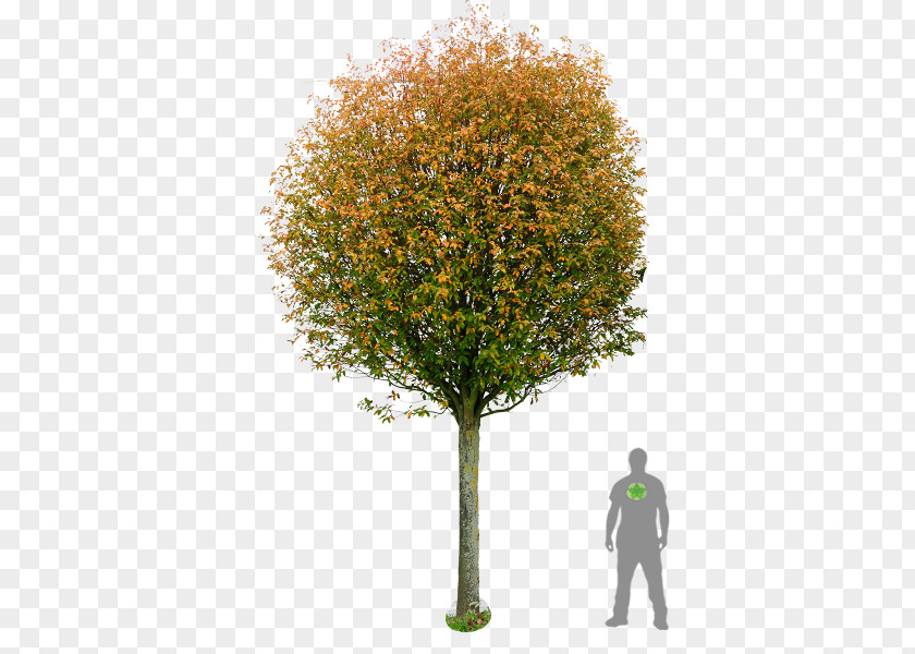 Boxwood Bonsai Sorbus × Intermedia Tree Pine Image Shadbush PNG