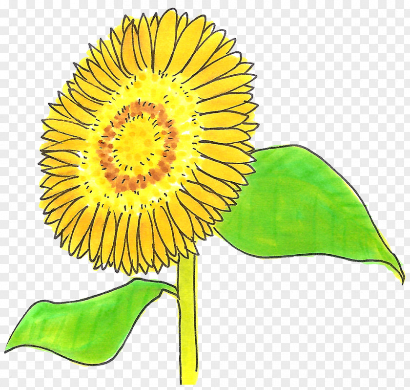 Route Sunflower Seed Cut Flowers Plant Stem M Petal PNG
