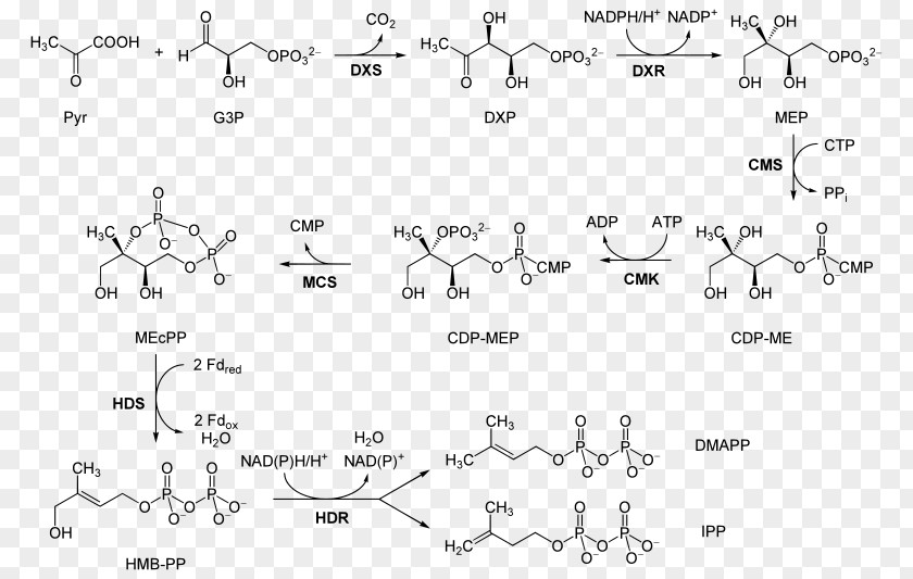 Xylulose Non-mevalonate Pathway Mevalonic Acid Abscisic Metabolic PNG