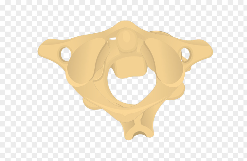 Cervical Vertebra Atlas Jaw Axis Anatomy Bone PNG