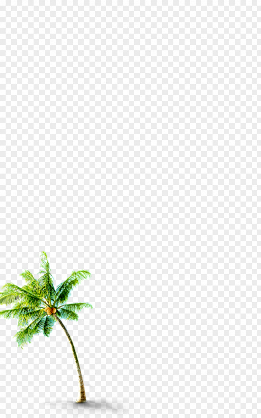 Coconut Tree Green Leaf USB Pattern PNG