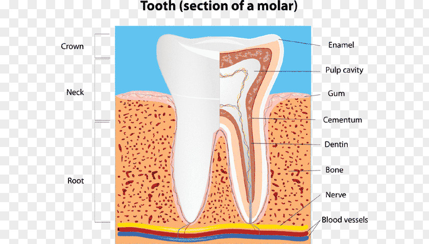 Crown Human Tooth Dental Anatomy Molar PNG
