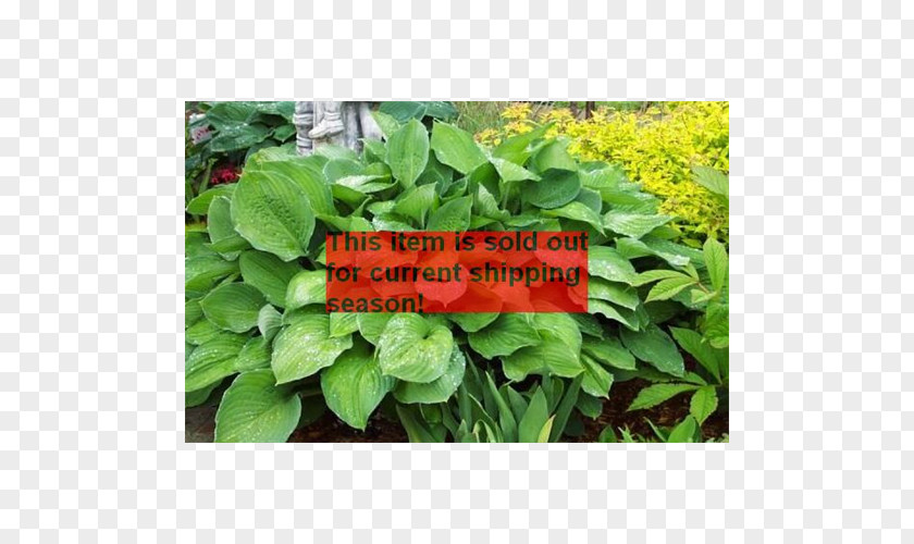 Leaf Spinach Spring Greens Herb Annual Plant PNG