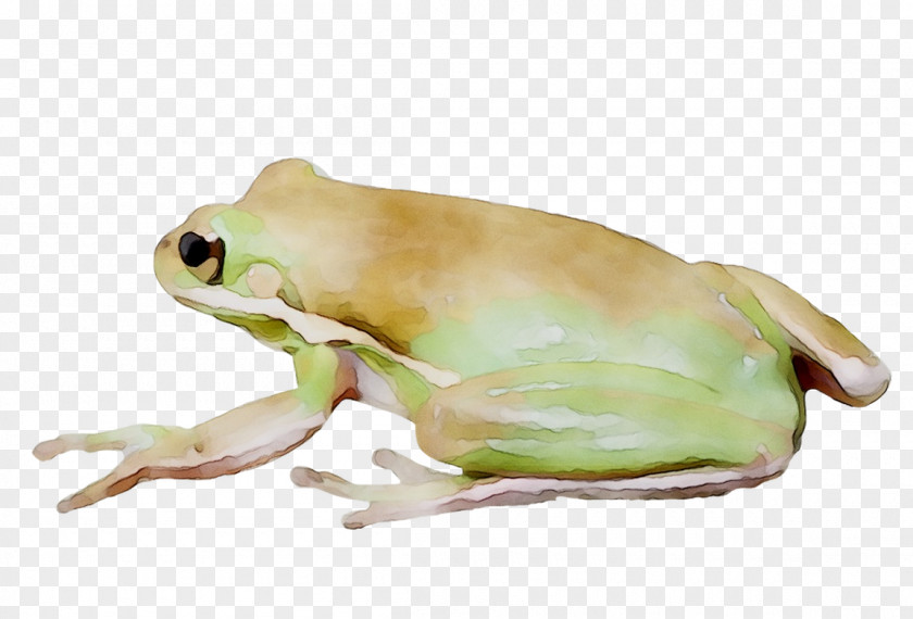 Tree Frog True Toad Terrestrial Animal PNG