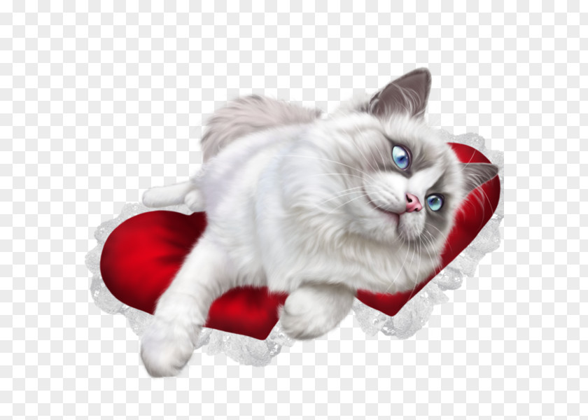 A White Cat Ragdoll British Shorthair Kitten Clip Art PNG