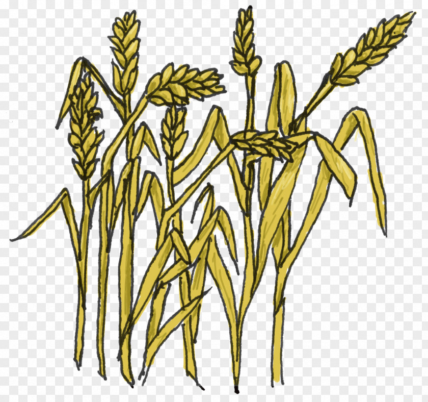 Cartoon Grass Grain Cereal Wheat Clip Art PNG