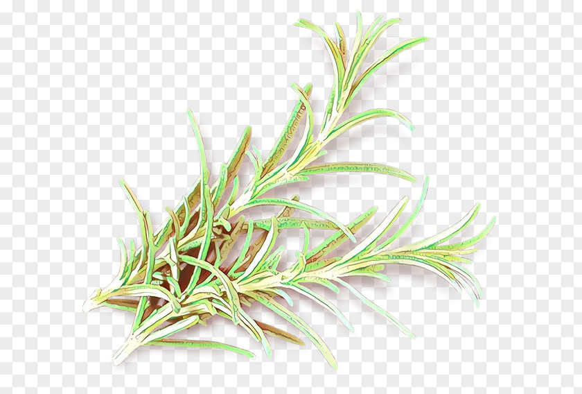 Perennial Plant Flowering Rosemary PNG