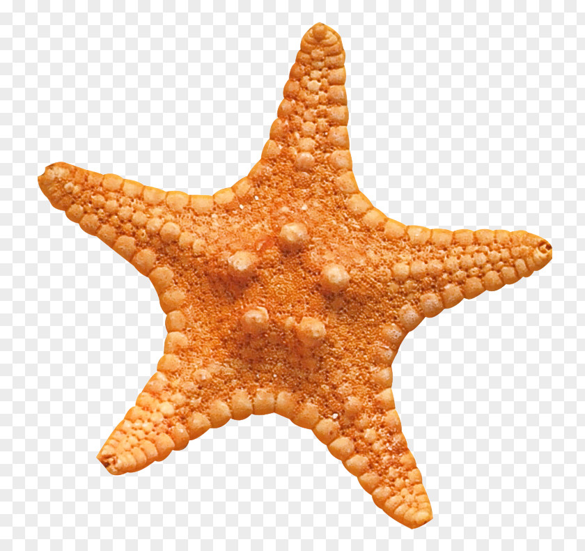 Star Snail Cartoon PNG