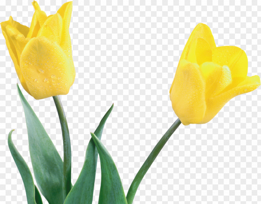 Tulip Netherlands Cut Flowers Floral Emblem PNG