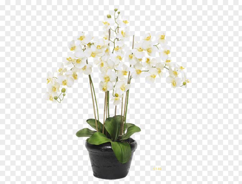 White Flower Pots Black Floral Decoration Software Installed Moth Orchids Flowerpot PNG