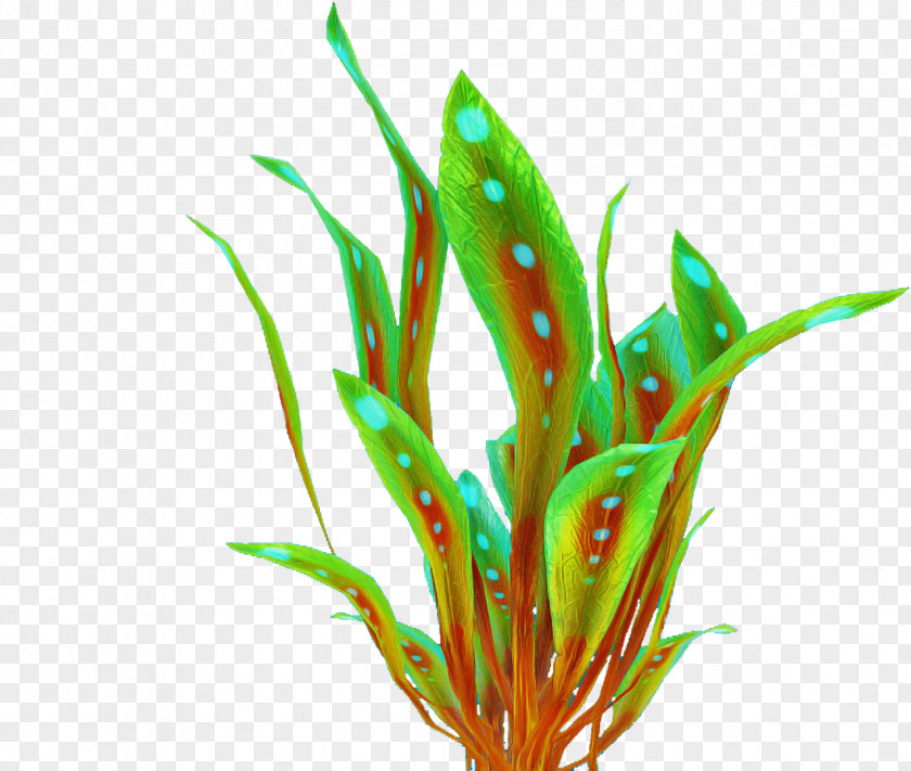 Aquarium Decor Plant Grass Leaf Terrestrial PNG