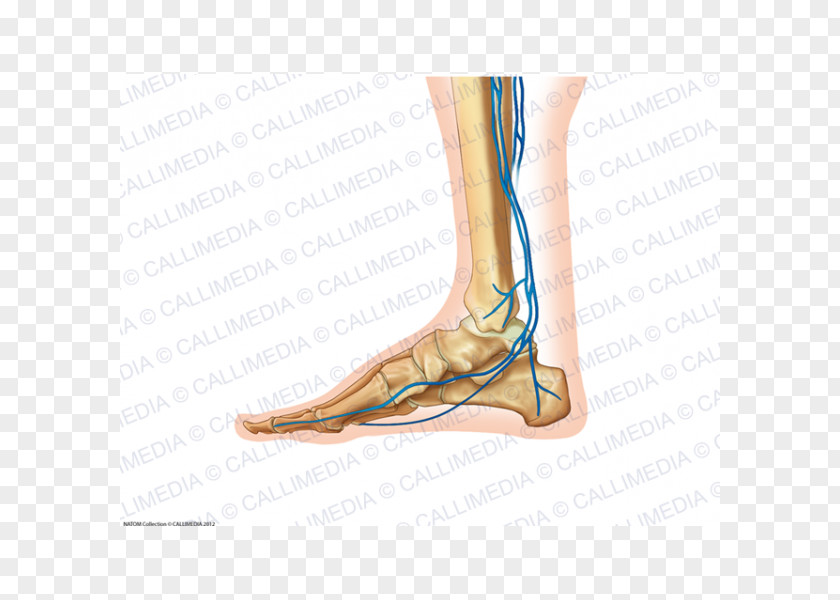 Arm Foot Calf Ankle PNG