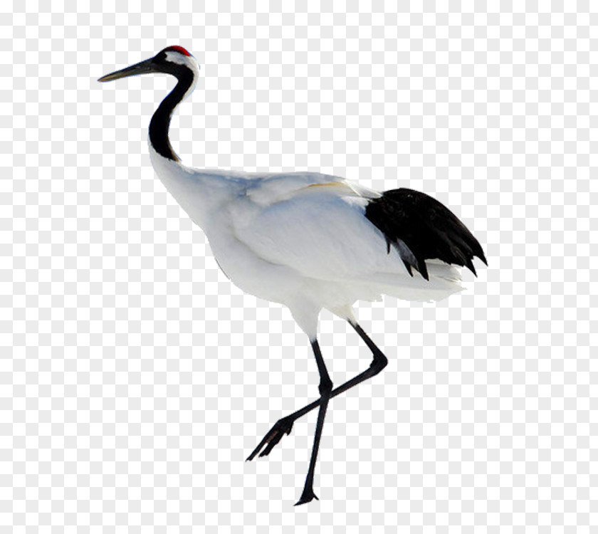 Bird White Stork China Red-crowned Crane Grey Crowned PNG