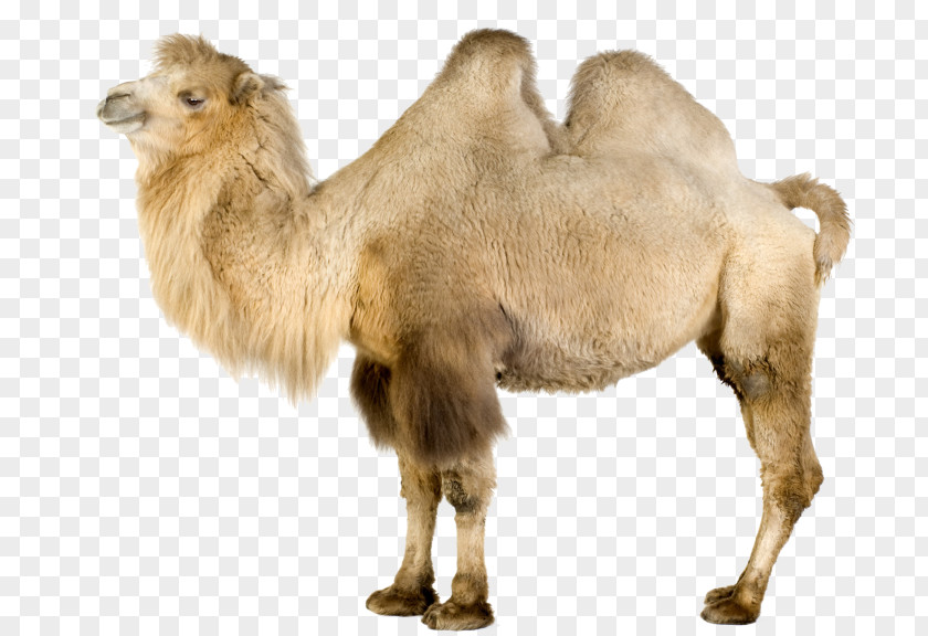 Camels Dromedary Bactrian Camel Camelids Clip Art PNG