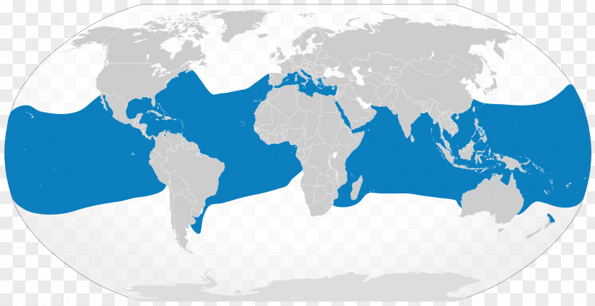 Oceanic Whitetip Shark Teeth World Map Globe Vector Graphics PNG