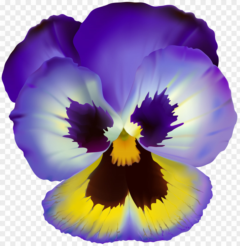 Pansy Drawing PNG