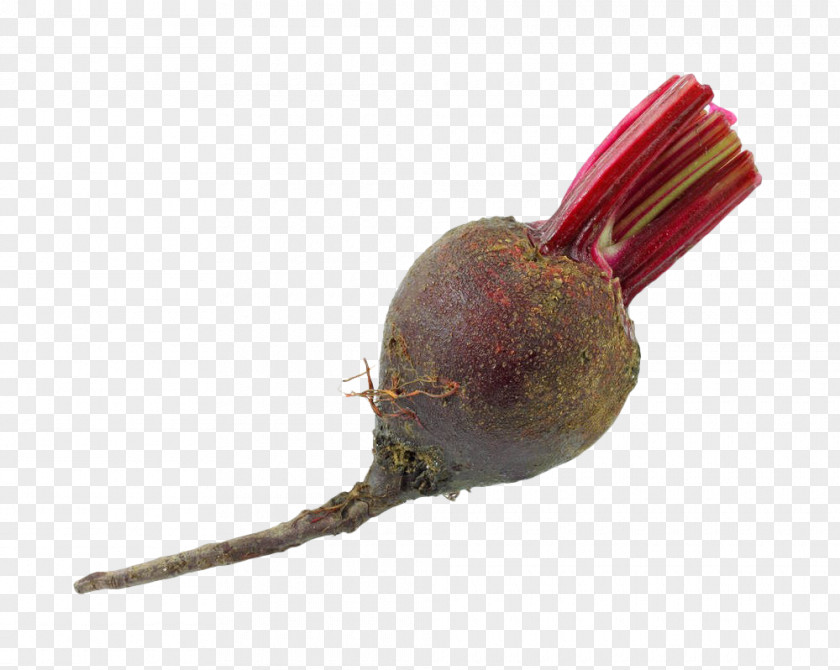 Purple Beet Head Common Beetroot Stock Photography PNG