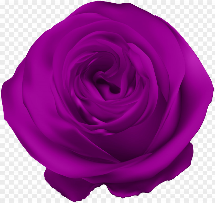Purple Rose Clip Art Garden Roses Centifolia Petal Violet PNG