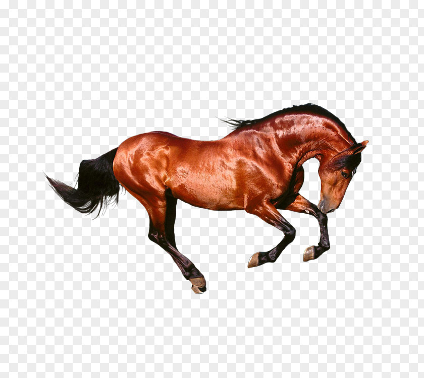 Running The Horse Seal Brown Google Images Download PNG