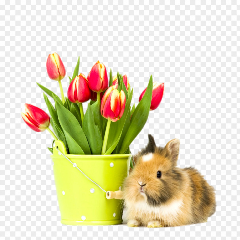 Squirrel Tulips Macintosh High-definition Television 1080p Rabbit Wallpaper PNG