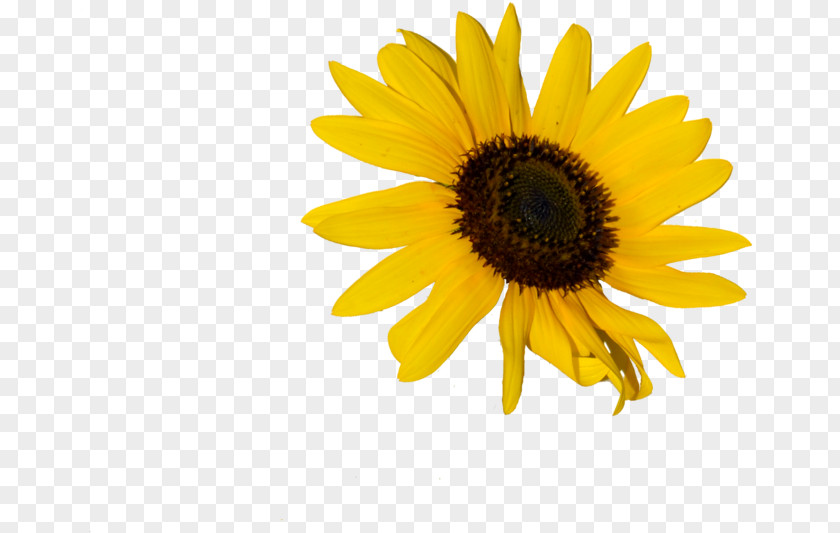 Aesthetic Sunflower Webdesign Clip Art Image Illustration PNG