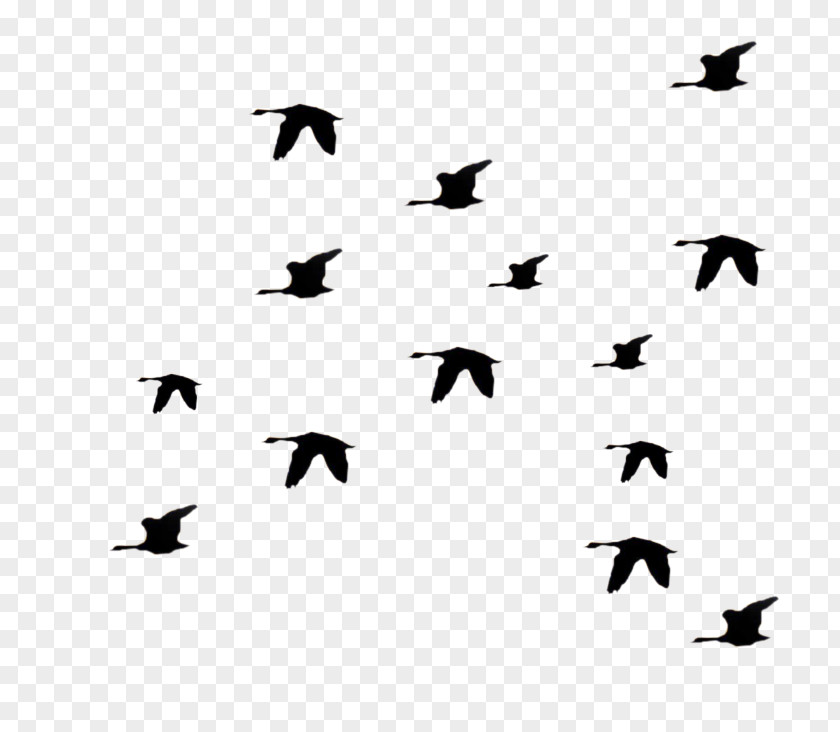 Flying Pigeons Bird Flight Flock Clip Art PNG