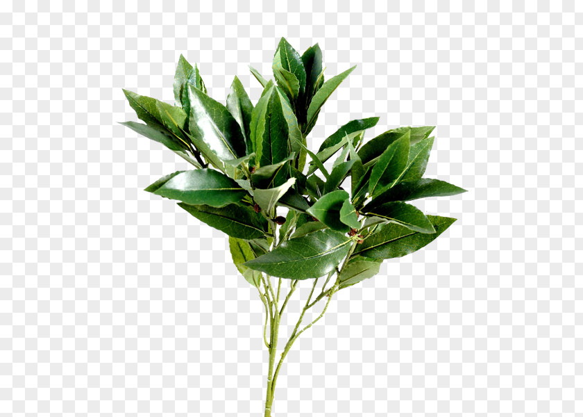 Leaf Bay Laurel Tree Shrub Branch PNG